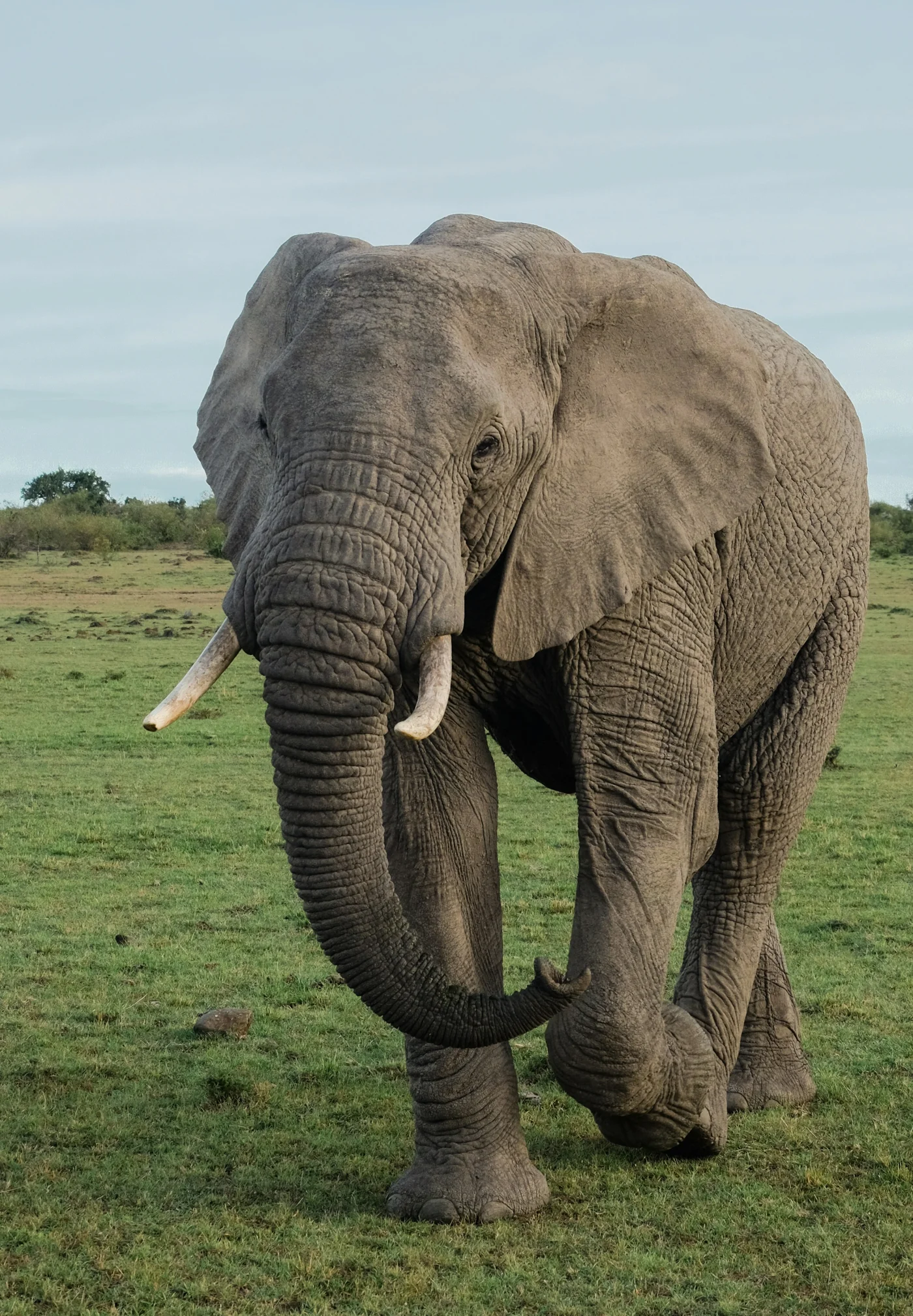 Elefante nella savana della Tanzania