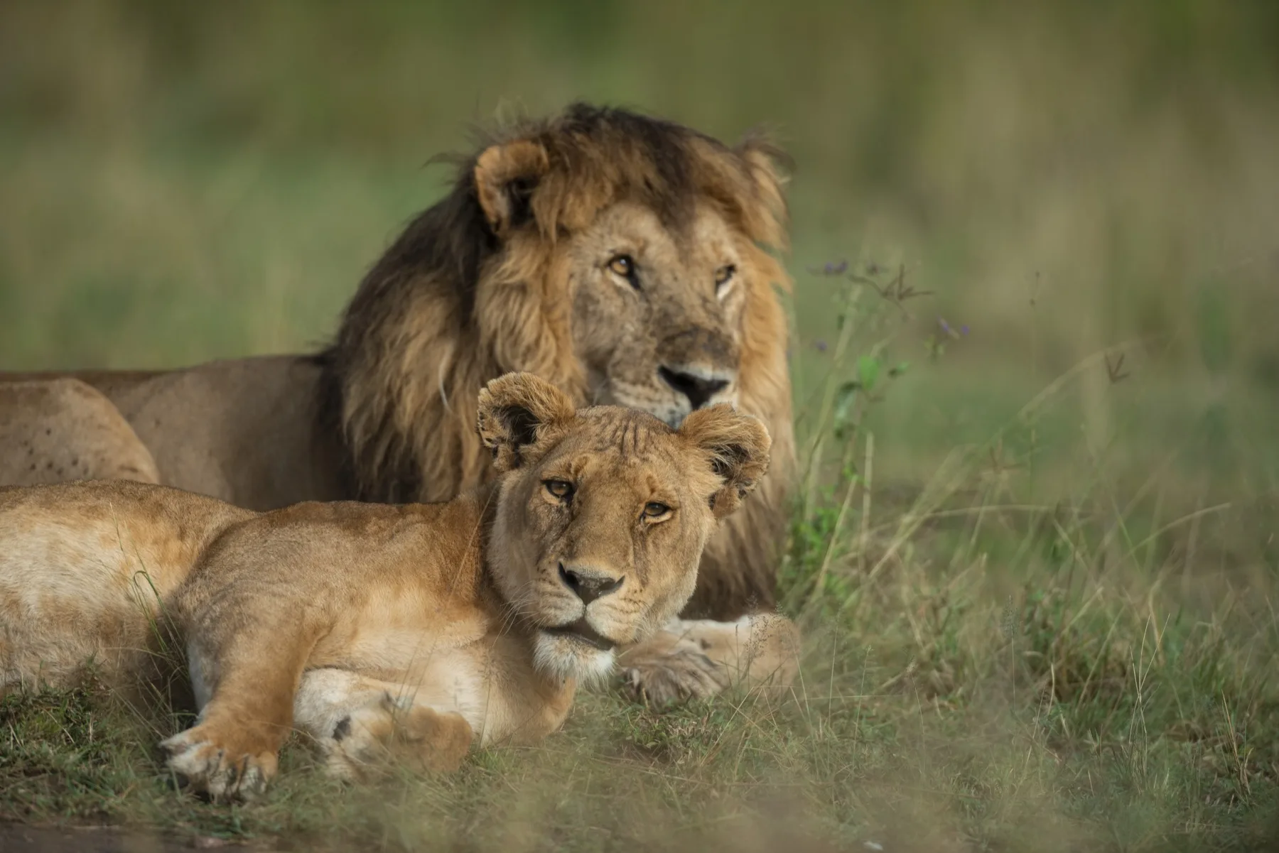 Luxury Honeymoon Safari