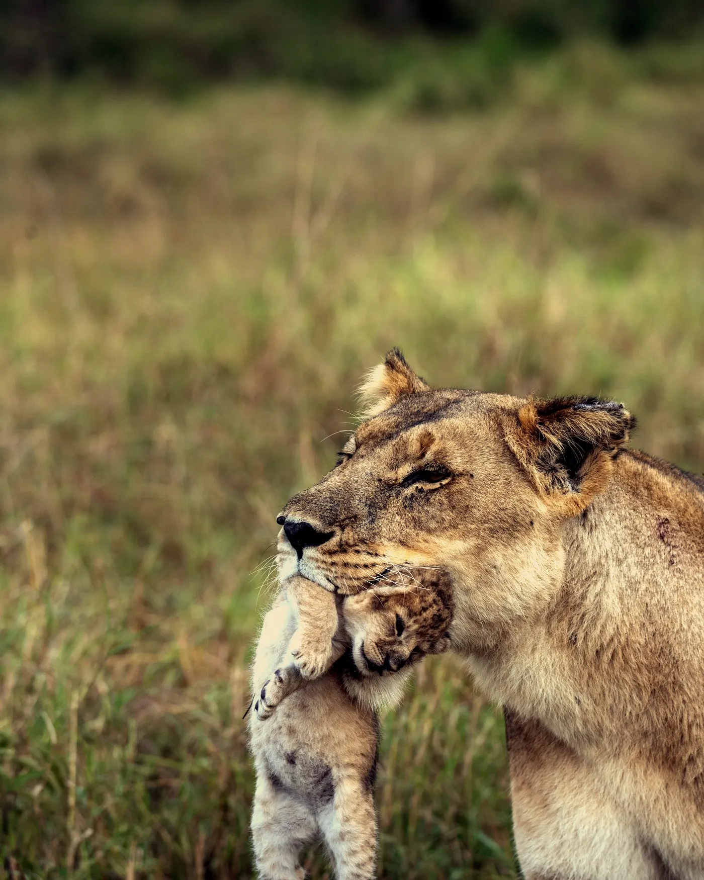 Lioness and cub in Tanzania