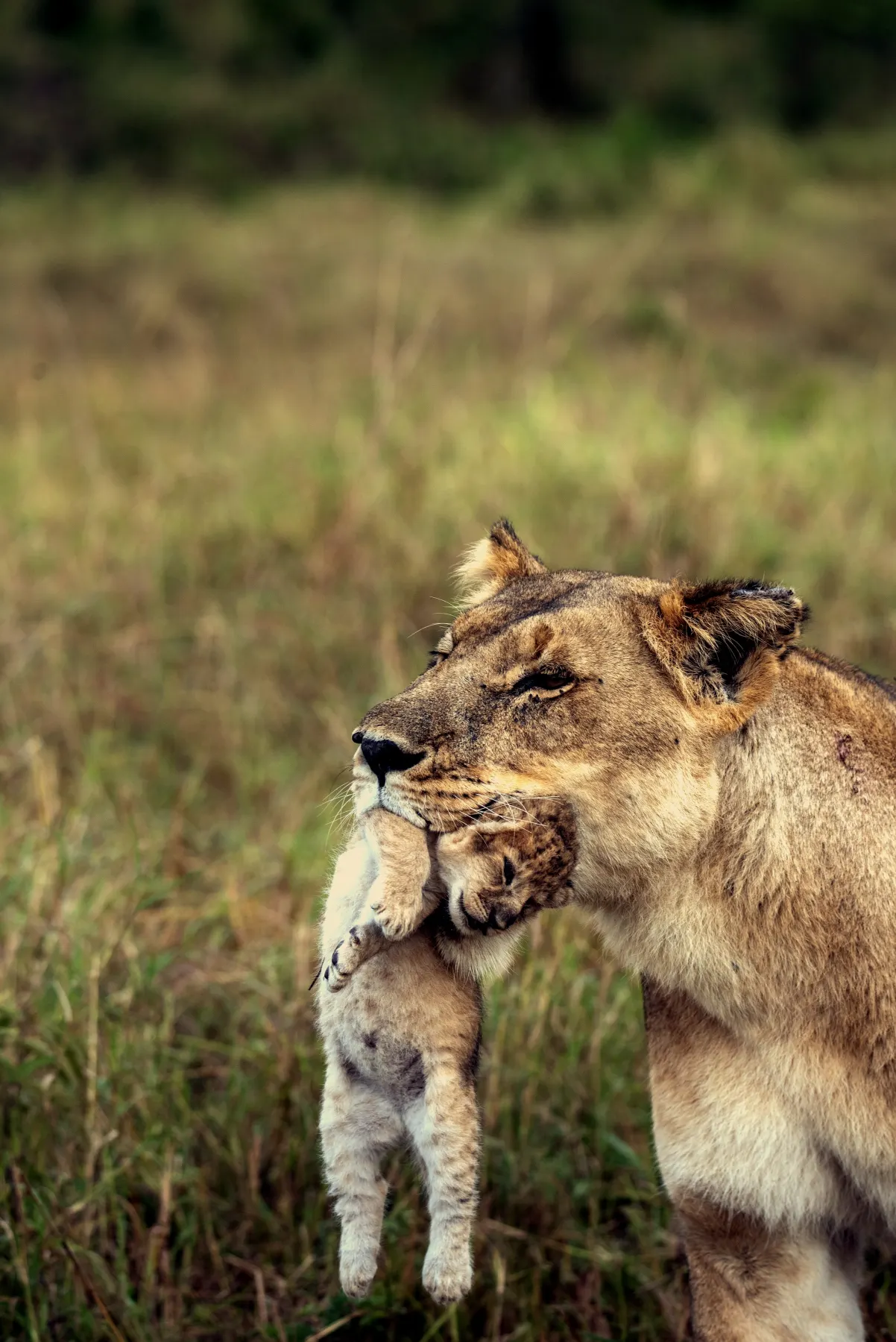 Lioness and cub in Serengeti grassland
