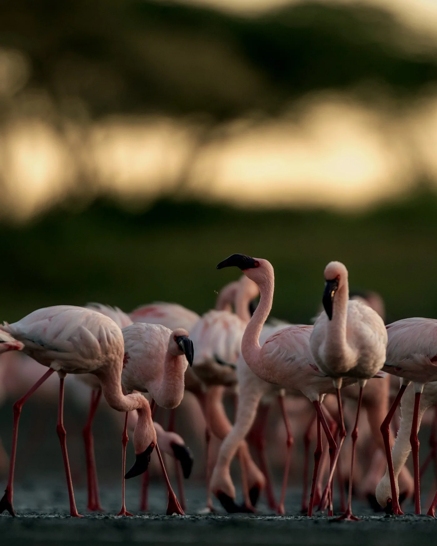 Flamingos on a luxury Tanzania safari landscape