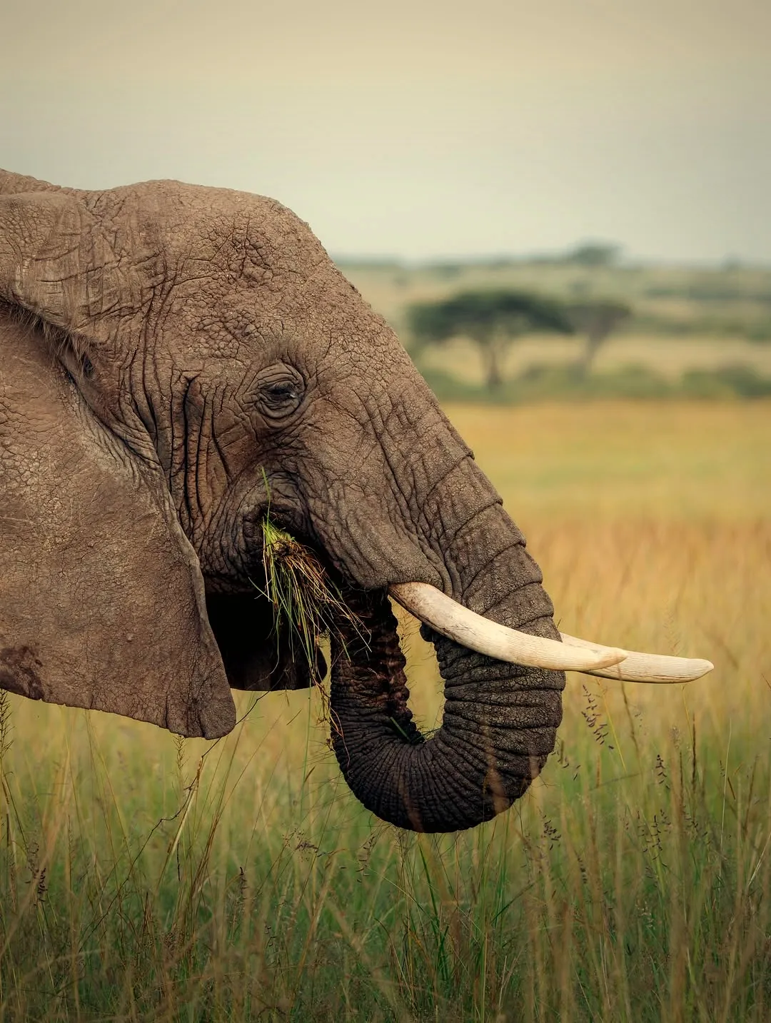 Tarangire Elephant Springs