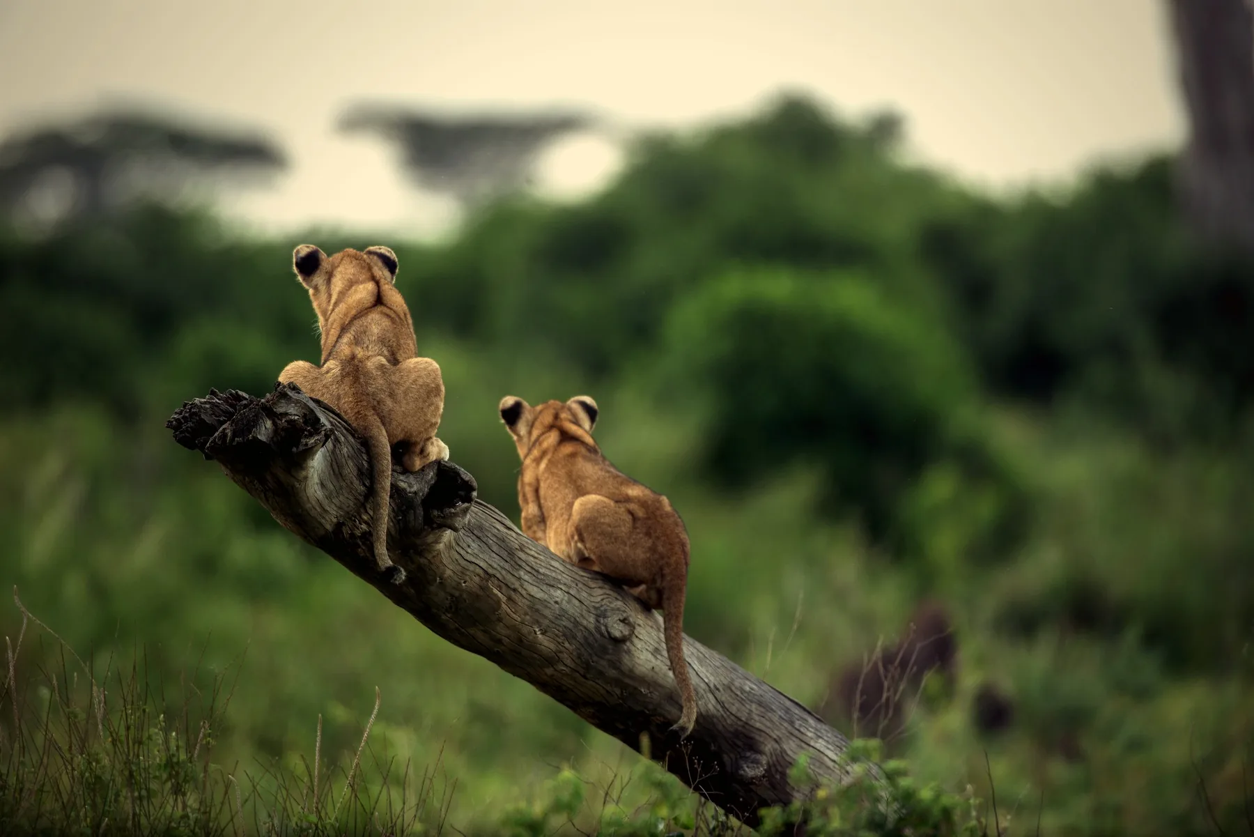 Serengeti National Park